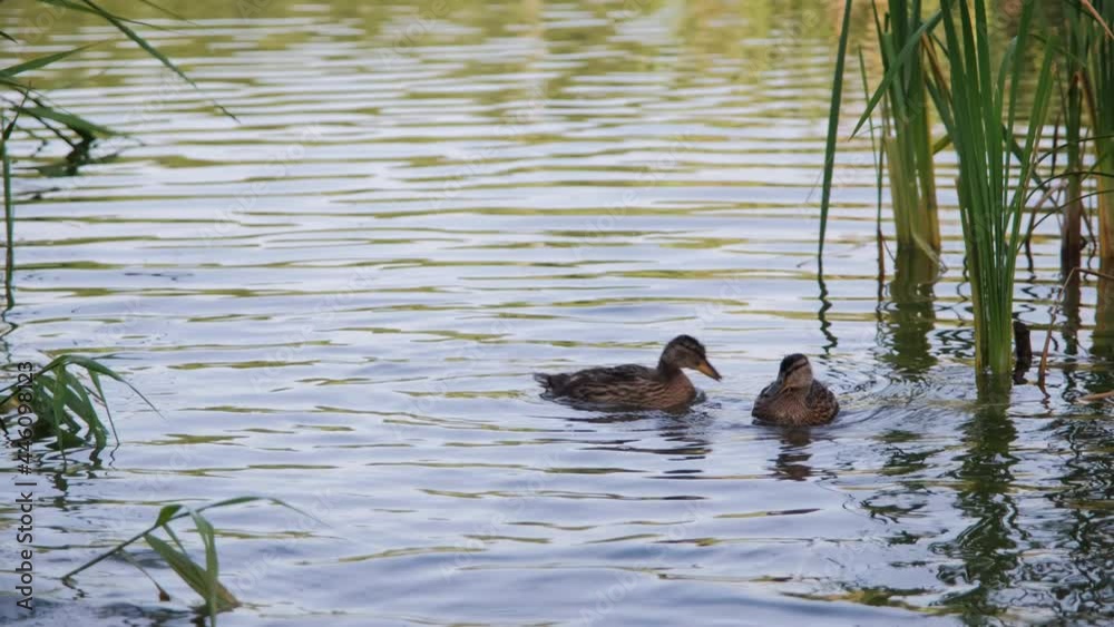 Two Young Wild Ducks (Anas Platyrhynchos) Swimming on Water in the Summer Morning. Wild Birds in a Living Nature Two Young Wild Ducks (Anas Platyrhynchos) Swimming on Water in the Summer Morning. Wild Birds in a Living Nature