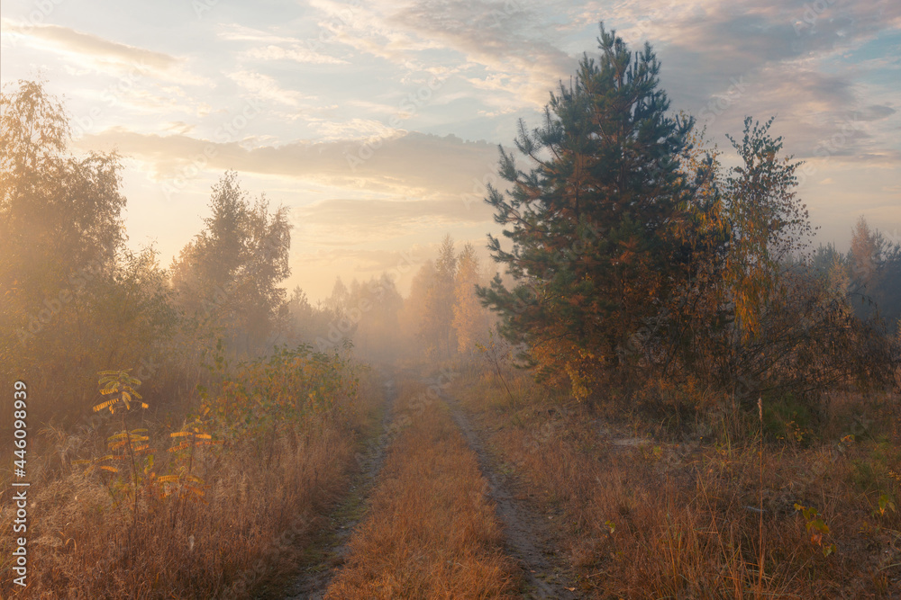 Beautiful autumn misty sunrise landscape. October foggy morning in a copse at the scenic rural road at high grass copse with yellow leaves trees. Beautiful autumn misty sunrise landscape. October foggy morning in a copse at the scenic rural road at high grass copse with yellow leaves trees.