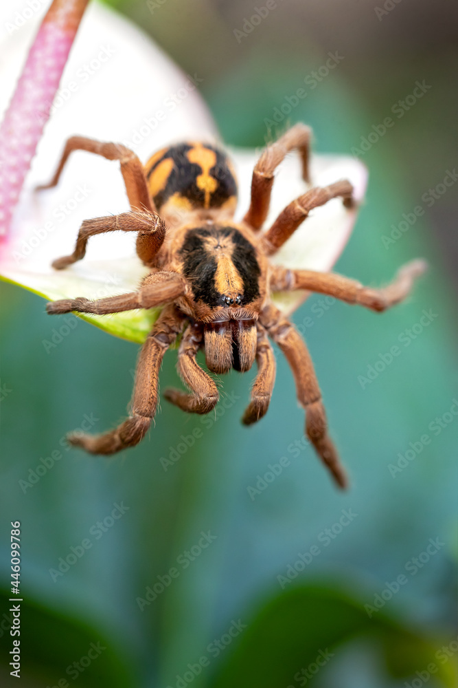 Fototapeta premium Hapalopus sp. Colombia. Beautiful species of tarantula found in cebtral and south america