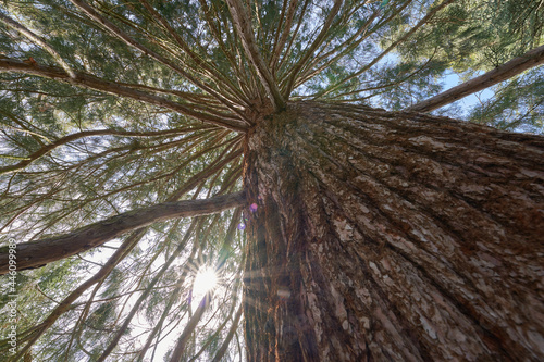 Redwood tree (Sequoiadendron giganteum, Bergmammutbaum). Huge monumental plant with thick trunk and many branches in spring. Sunstar. Up view. photo