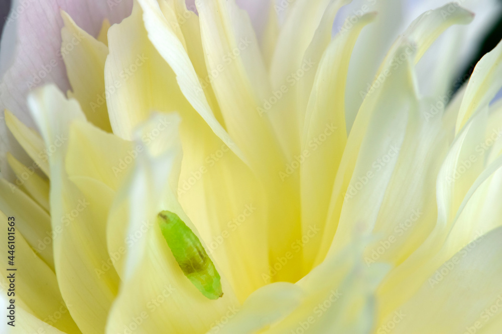 Obraz premium Cabbage White Grub 01