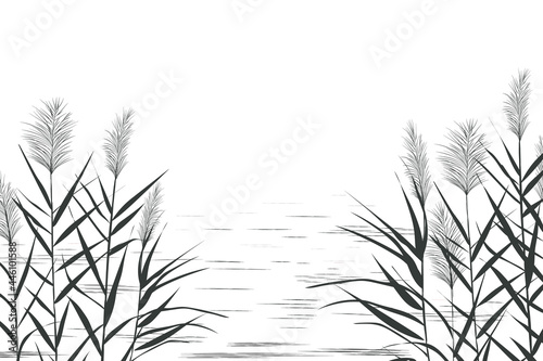Illustration of black and white reeds.Cane silhouette on white background.