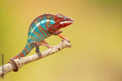 Panther chameleon (Furcifer pardalis) is a species of chameleon found in the eastern and northern parts of Madagascar in a tropical forest biome. Additionally, it has been introduced to Réunion photo