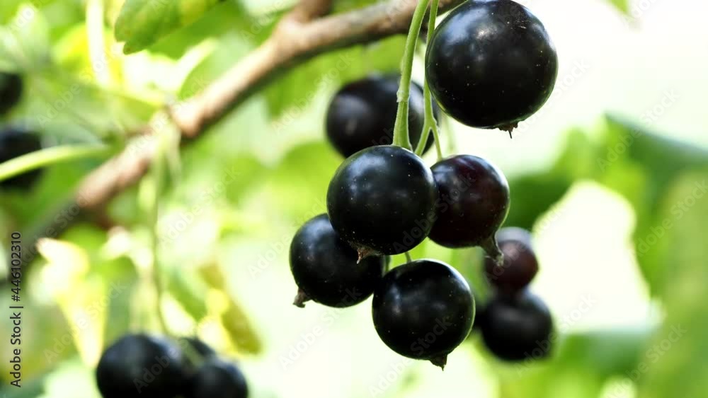 Ripe black currant on a bush on a sunny summer day Ripe black currant on a bush on a sunny summer day