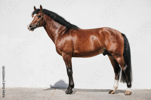 Fototapeta Naklejka Na Ścianę i Meble -  Full body portrait of a franches montagnes horse also known as freiberger
