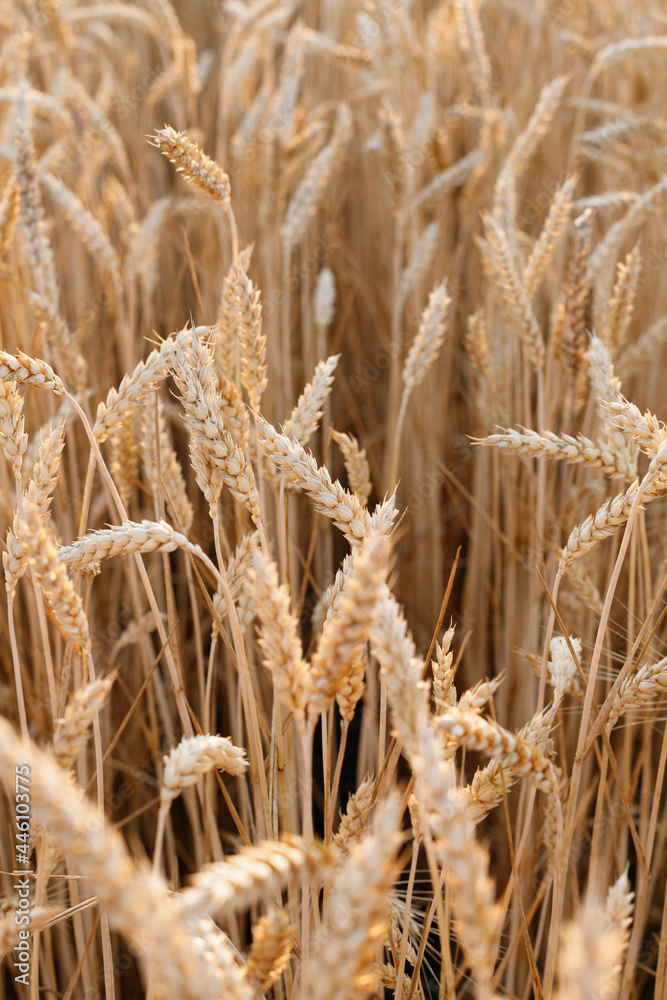 Fototapeta premium ears of wheat mature background vertical