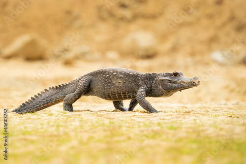 The dwarf crocodile (Osteolaemus tetraspis), also known as the African dwarf crocodile, broad-snouted crocodile (a name more often used for the Asian mugger crocodile) or bony crocodile photo