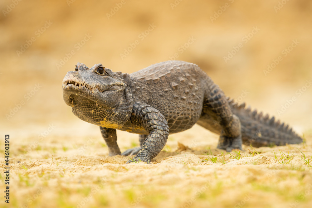 The dwarf crocodile (Osteolaemus tetraspis), also known as the African dwarf crocodile, broad-snouted crocodile (a name more often used for the Asian mugger crocodile) or bony crocodile The dwarf crocodile (Osteolaemus tetraspis), also known as the African dwarf crocodile, broad-snouted crocodile (a name more often used for the Asian mugger crocodile) or bony crocodile