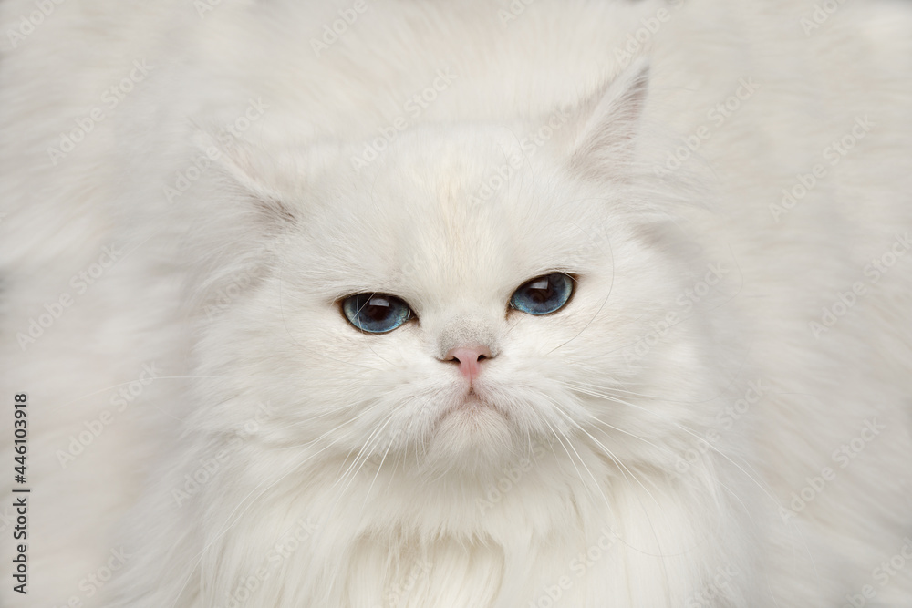 Closeup Portrait of Unhappy British breed Cat, Pure White color with Blue eyes, looking in Camera on Isolated Black Background, front view