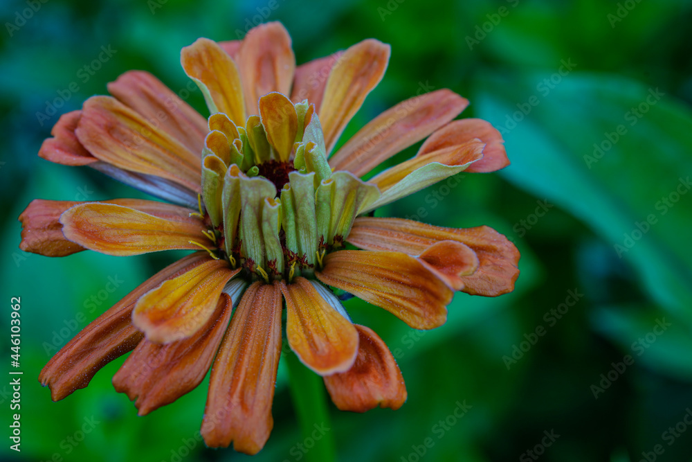Single orange zinnia flower growing in a flower garden. Single orange zinnia flower growing in a flower garden.