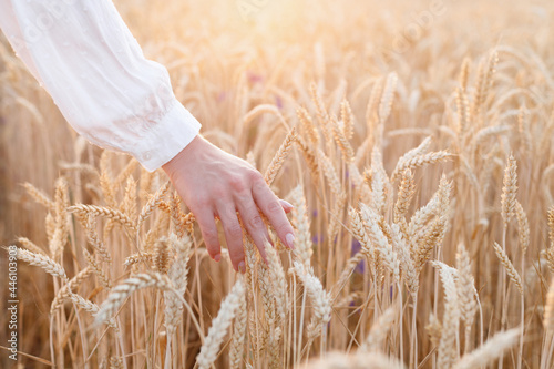 girl strokes yellow ripe wheat in summer at sunset close-up
