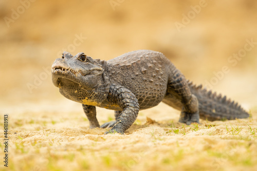 Photos The dwarf crocodile (Osteolaemus tetraspis), also known as the African dwarf cro