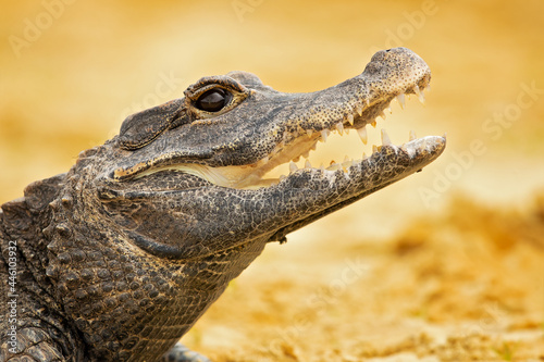 The dwarf crocodile (Osteolaemus tetraspis), also known as the African dwarf crocodile, broad-snouted crocodile (a name more often used for the Asian mugger crocodile) or bony crocodile