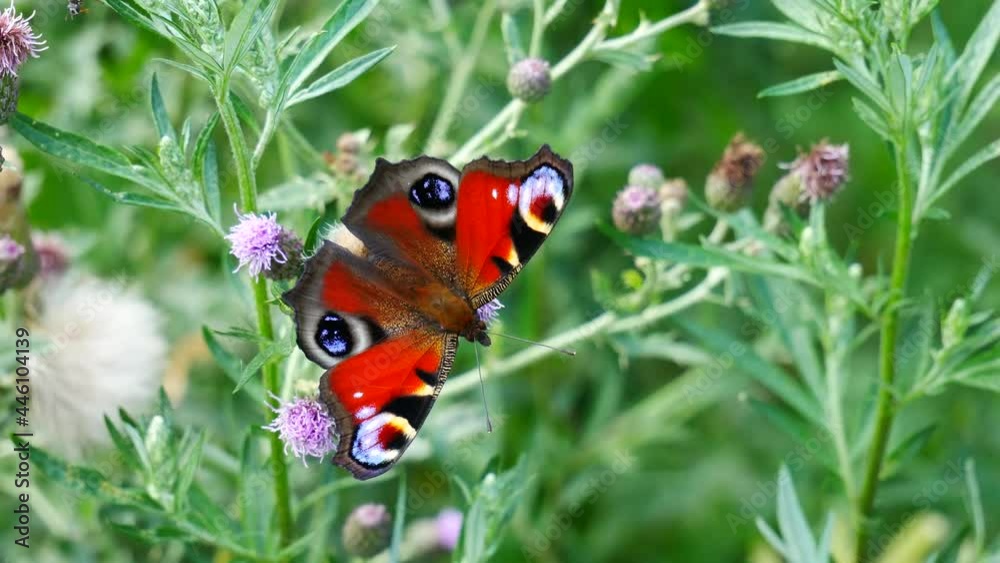 Peacock butterfly eats nectar on a thistle flower. Peacock butterfly eats nectar on a thistle flower.