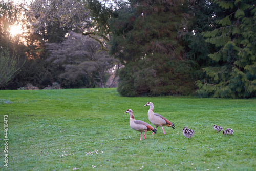 Egyptian Geese ( Nilgans, Alopochen aegyptiacus ) family on a green meadow at sunset.
