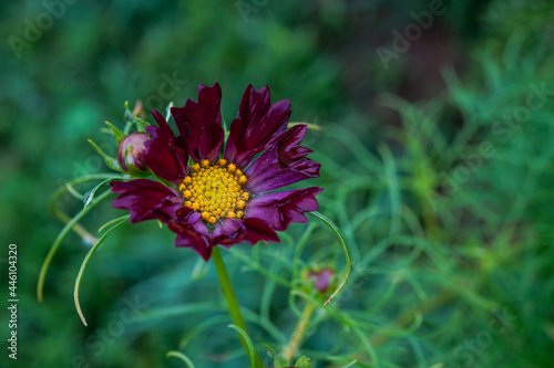 Single dark purple cosmos flower growing in a field surrounded by the greenery of the leaves.