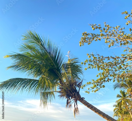 coconut tree