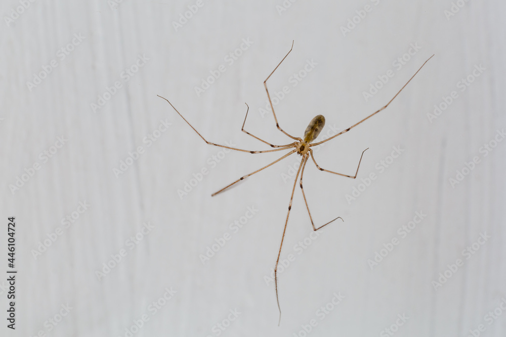 Pholcus phalangioides. Long legs spider, male. Pholcus phalangioides. Long legs spider, male.