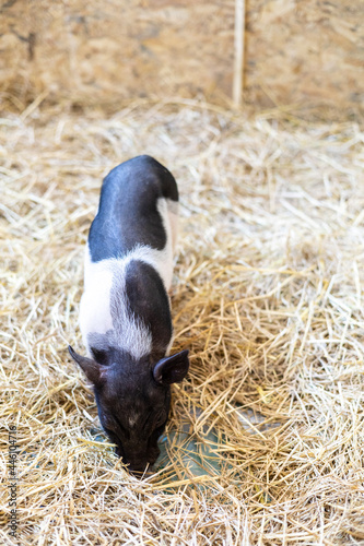 Cute baby miniature pigs in wooden cage at animal farm