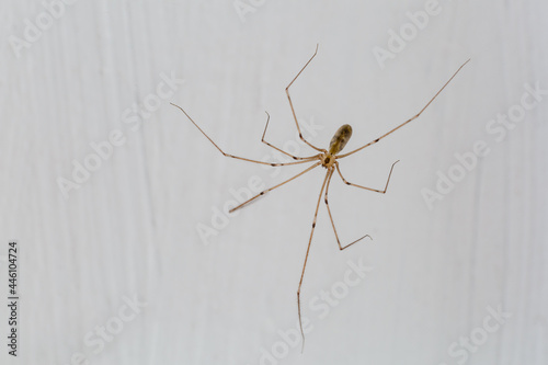 Pholcus phalangioides. Long legs spider, male.