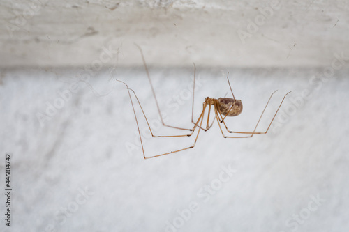 Pholcus phalangioides. Long-legged spider. Female with an abdomen full of eggs. photo