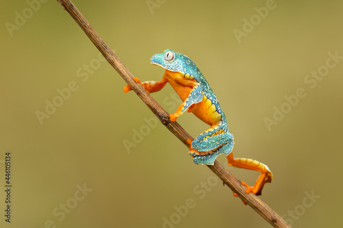 Cruziohyla craspedopus  the fringed leaf frog or fringed tree frog. It is found in the Amazonian lowlands in Brazil  Colombia  Ecuador  and Peru  and possibly in Bolivia