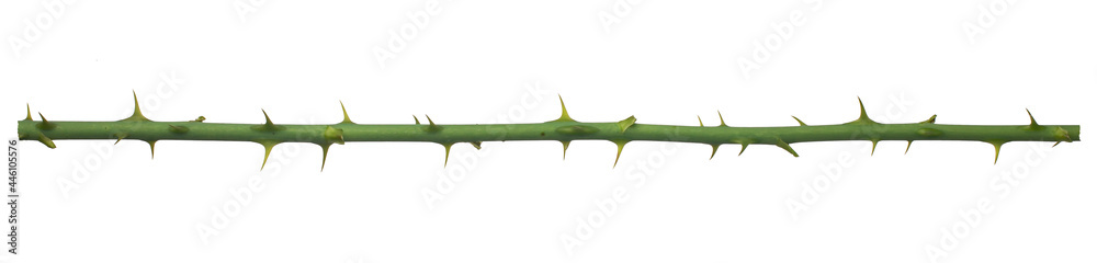 Rose branch. Branch with thorns isolated on a white background. - obrazy, fototapety, plakaty 