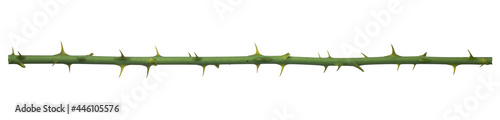 Rose branch. Branch with thorns isolated on a white background. photo
