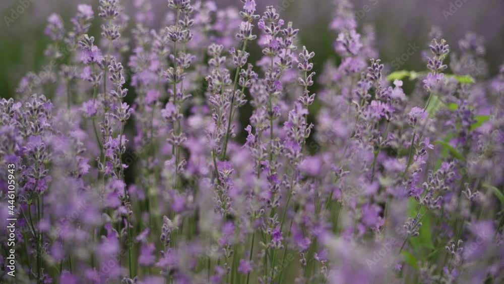 Close-up of lavender bushes at sunset. Lavender field lilac flowers. Plants sway in the wind. Aromatherapy and Medicine. Close-up of lavender bushes at sunset. Lavender field lilac flowers. Plants sway in the wind. Aromatherapy and Medicine.