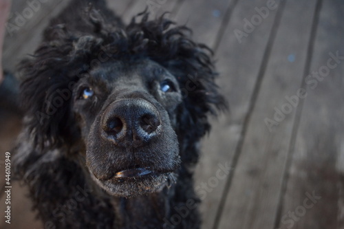 black dog portrait