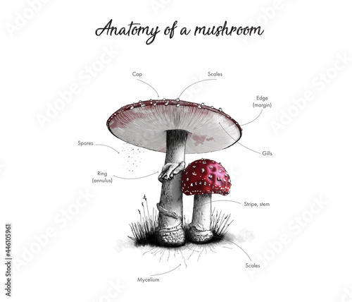 anatomy parts of mushroom, cap, spores, ring, mycelium, scales, steam, gills. concept of home school education for children. hand drawn vector illustration in sketch style