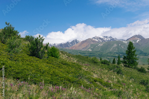 Altai mountains, meadow with flowers and blue sky.