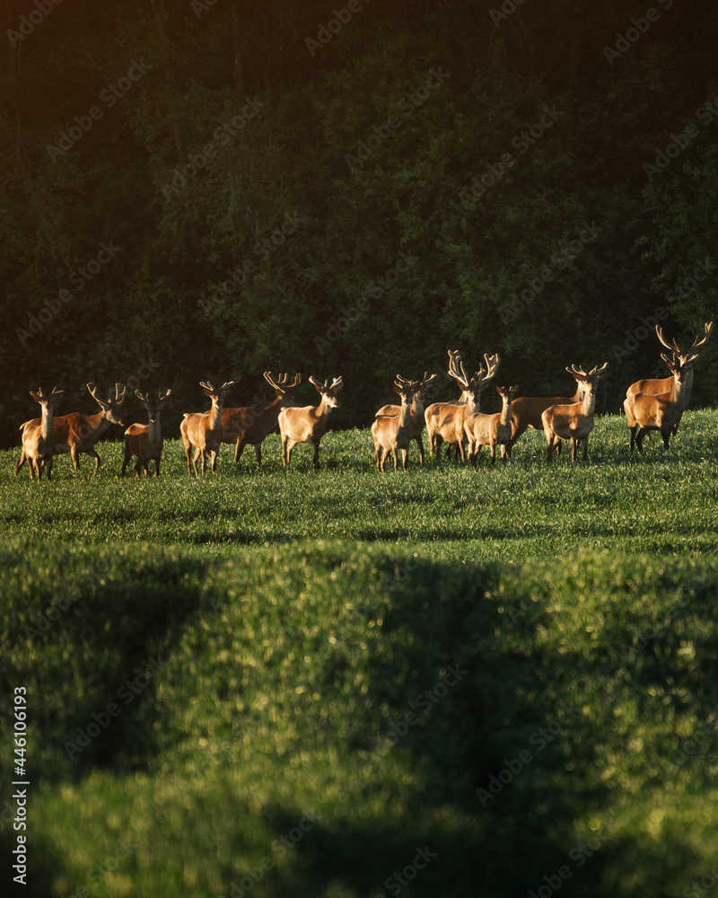 Wild deers in the morning during sunrise Wild deers in the morning during sunrise