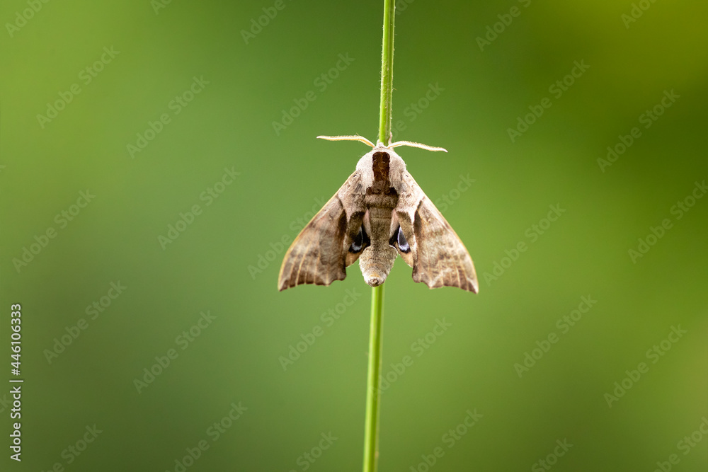 Eyed Hawk-moth