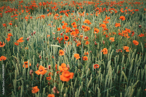 Poppy field during sunny summer day © valdisskudre