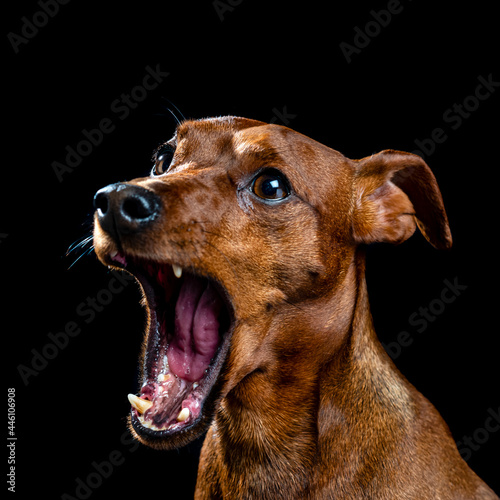 Miniature Pinscher. photo