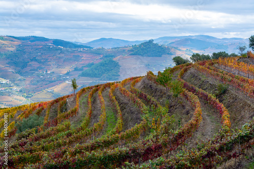 Colorful autumn landscape of oldest wine region in world Douro valley in Portugal, different varietes of grape vines growing on terraced vineyards, production of red, white and port wine. photo