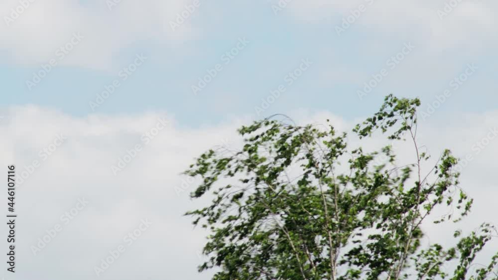 The wind flutters the birch tree branches against the blue sky. Copy space for text, summer The wind flutters the birch tree branches against the blue sky. Copy space for text, summer