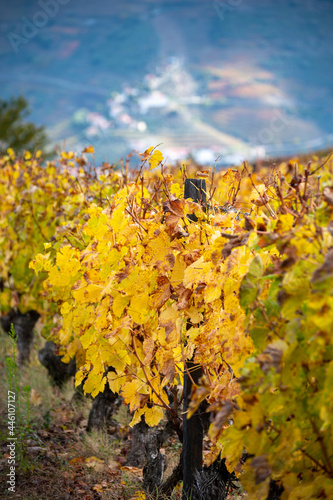 Colorful autumn landscape of oldest wine region in world Douro valley in Portugal, different varietes of grape vines growing on terraced vineyards, production of red, white and port wine.