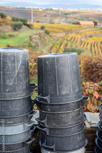 Winemaking in oldest wine region in world Douro valley in Portugal, plastic buckets for harvesting of wine grapes, production of red, white and port wine. © barmalini