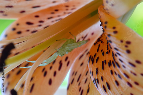 Green Crab Spider 04 photo