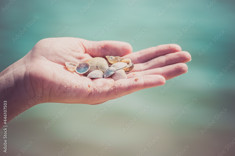 Child's hand holding shells isolated, shells in the background, beach Child's hand holding shells isolated, shells in the background, beach