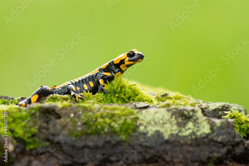 Barred fire salamander. Fire salamanders live in central Europe forests and are more common in hilly areas. 