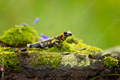 Barred fire salamander. Fire salamanders live in central Europe forests and are more common in hilly areas.  photo