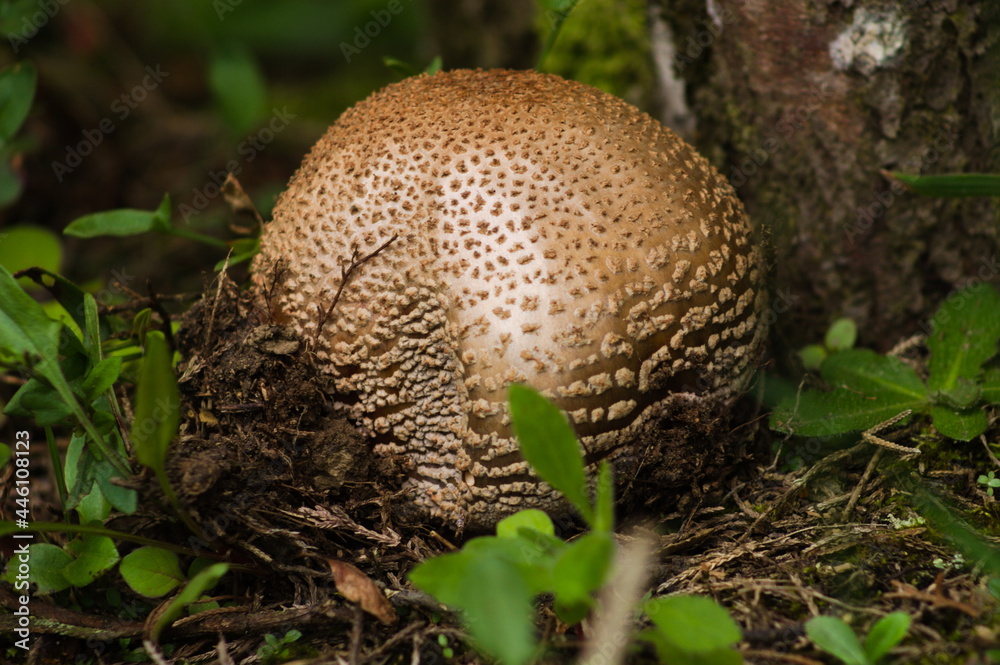 mushroom in the forest mushroom in the forest