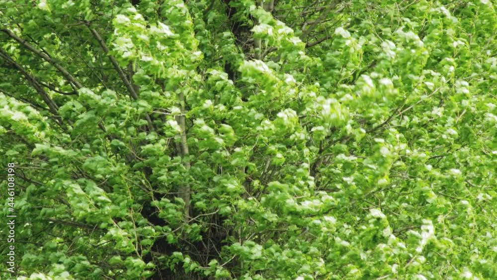 The wind flutters the green crown of the alder tree in summer, background. Copy space for text The wind flutters the green crown of the alder tree in summer, background. Copy space for text