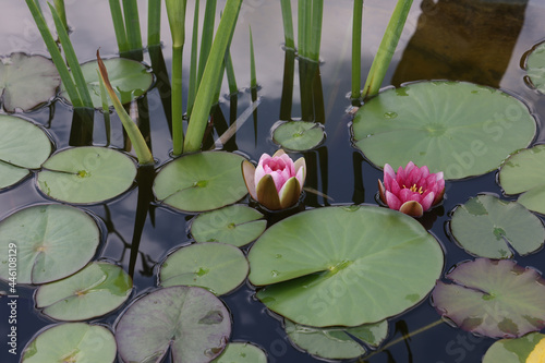 A beautiful water lily flower that hovers over the water photo