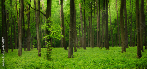 Fototapeta Naklejka Na Ścianę i Meble -  green bamboo forest