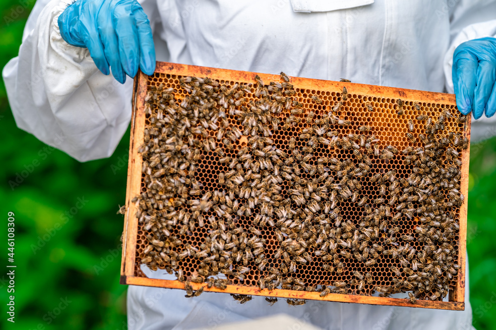 wax frame in bee hive, honey production wax frame in bee hive, honey production