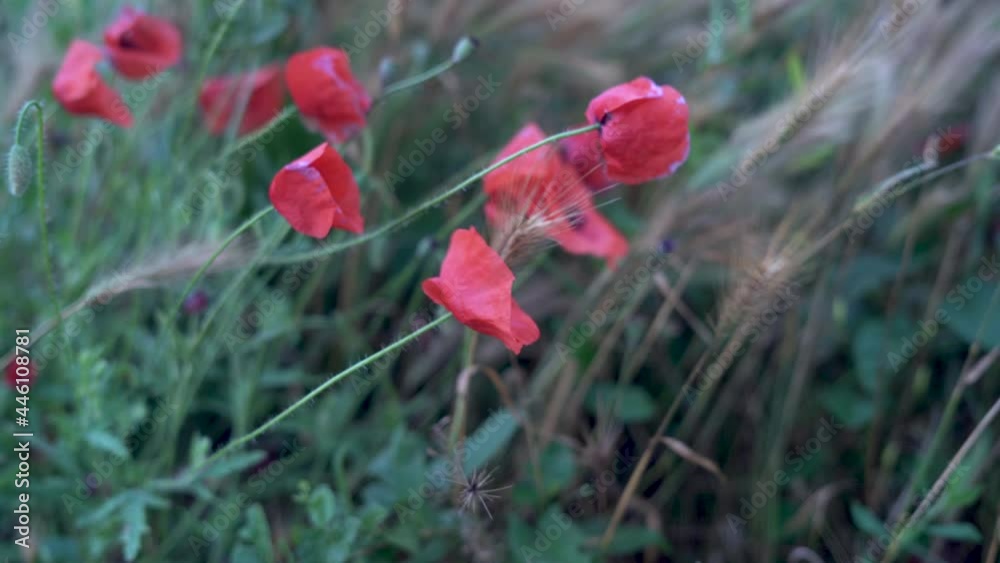 Nature concept blooming red poppies swaying from the wind on a field or meadow. Close-up summer slow motion at sunset. Spring flowers. Nature concept blooming red poppies swaying from the wind on a field or meadow. Close-up summer slow motion at sunset. Spring flowers.